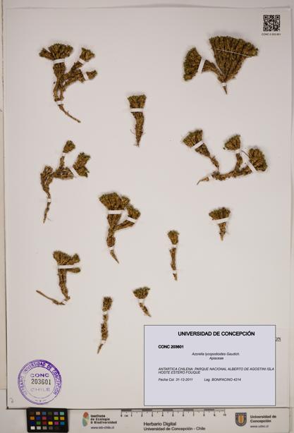Azorella lycopodioides [Espécimen: ]