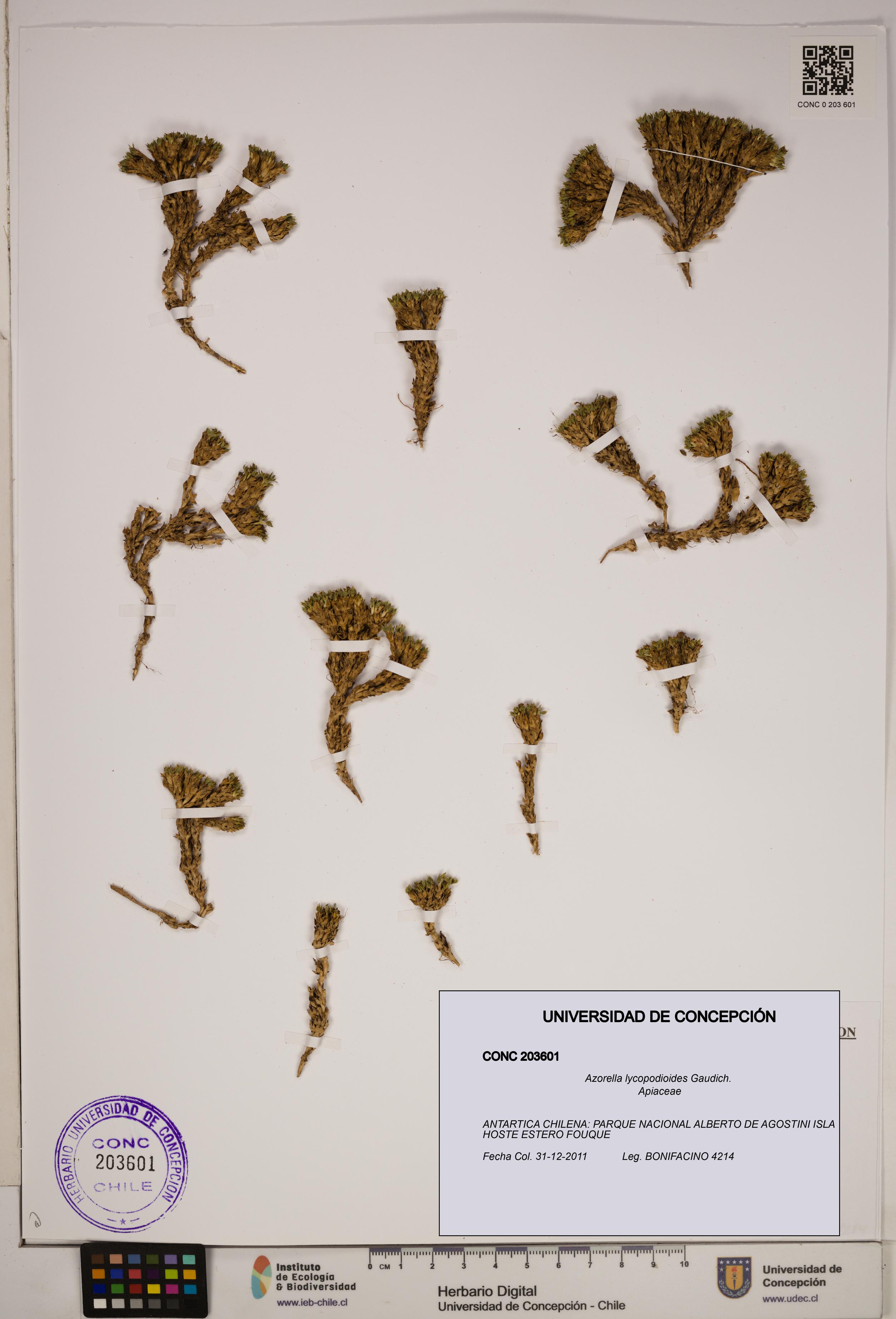 Azorella lycopodioides [Espécimen: ]