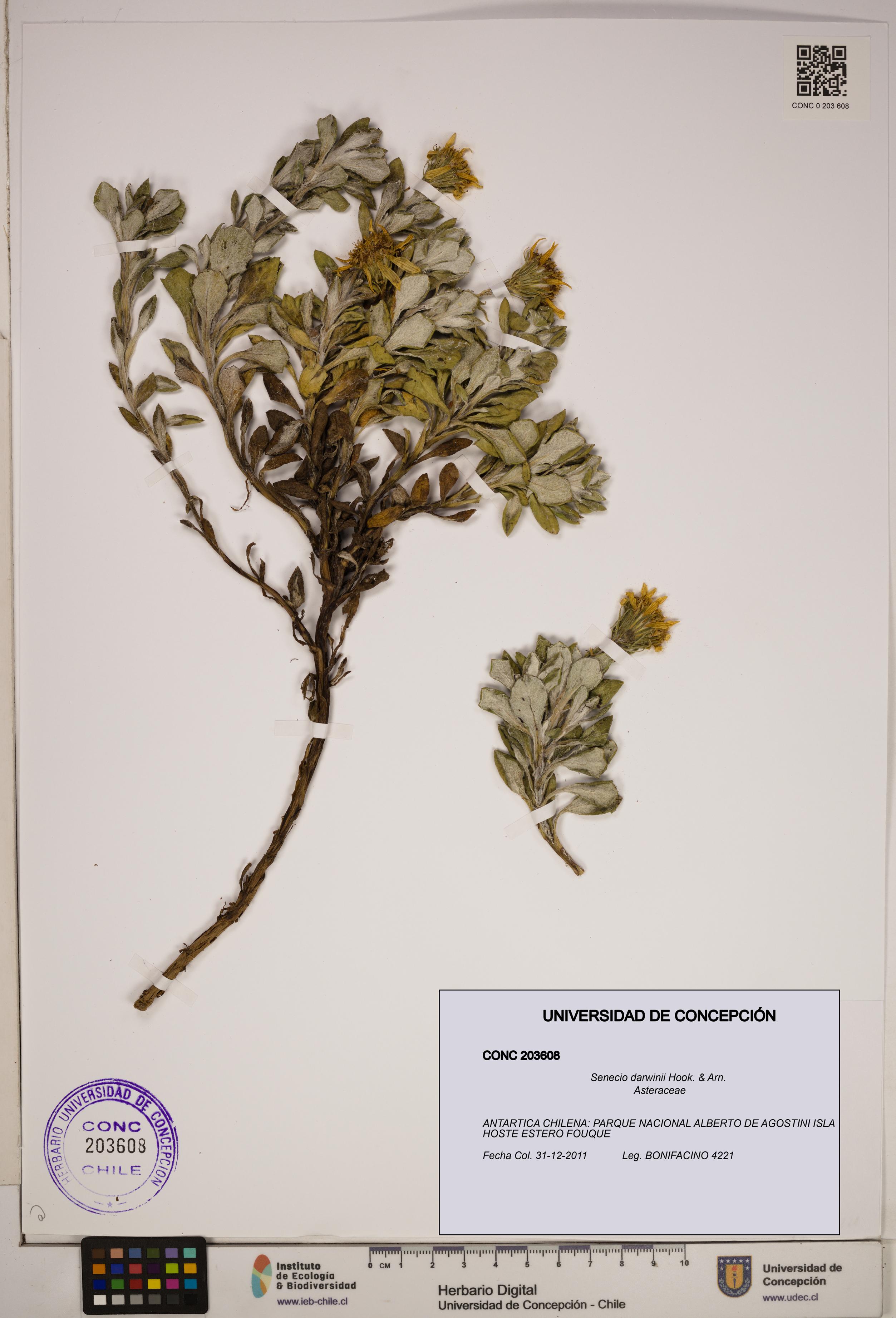 Senecio darwinii [Espécimen: ]