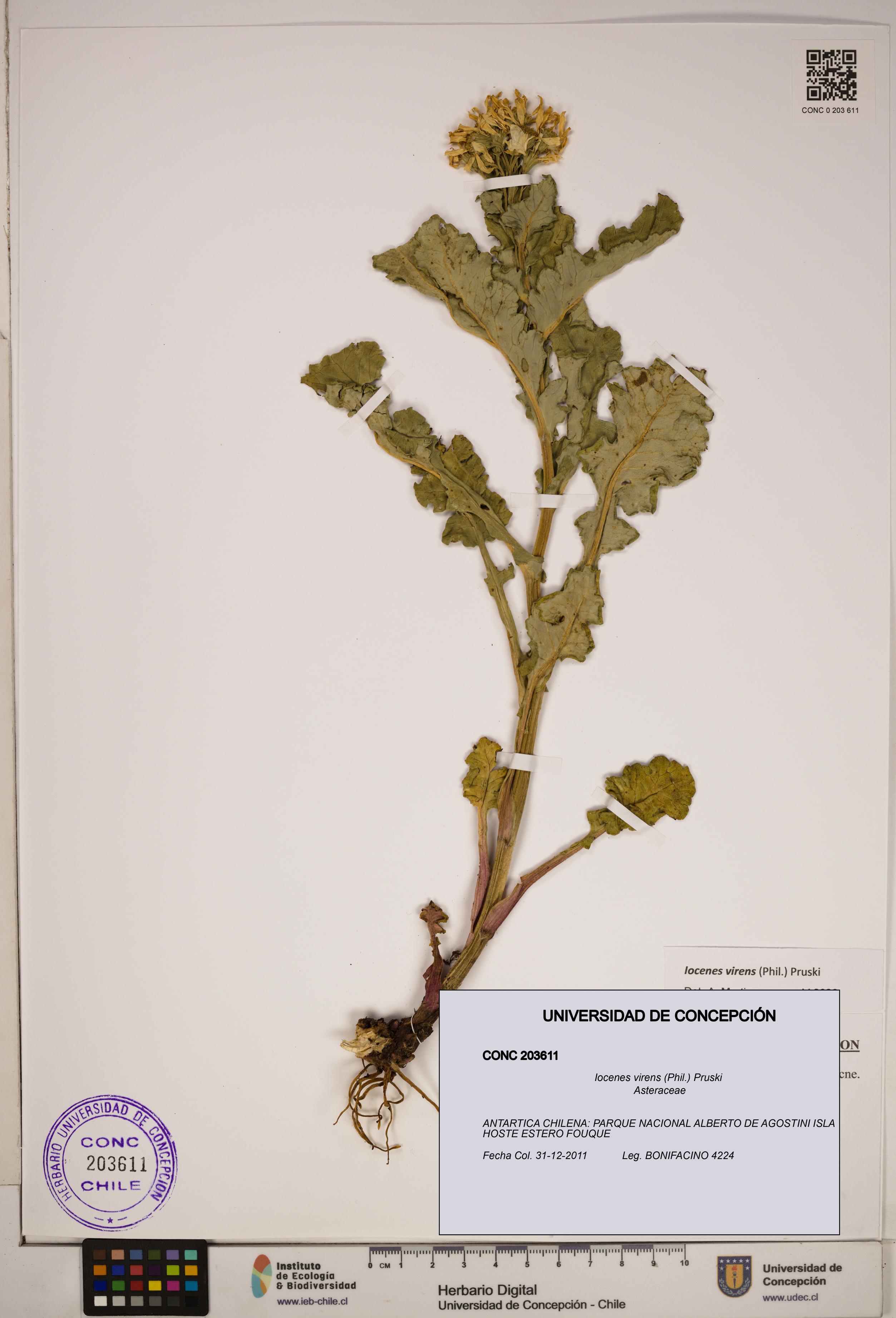 Iocenes virens [Espécimen: ]