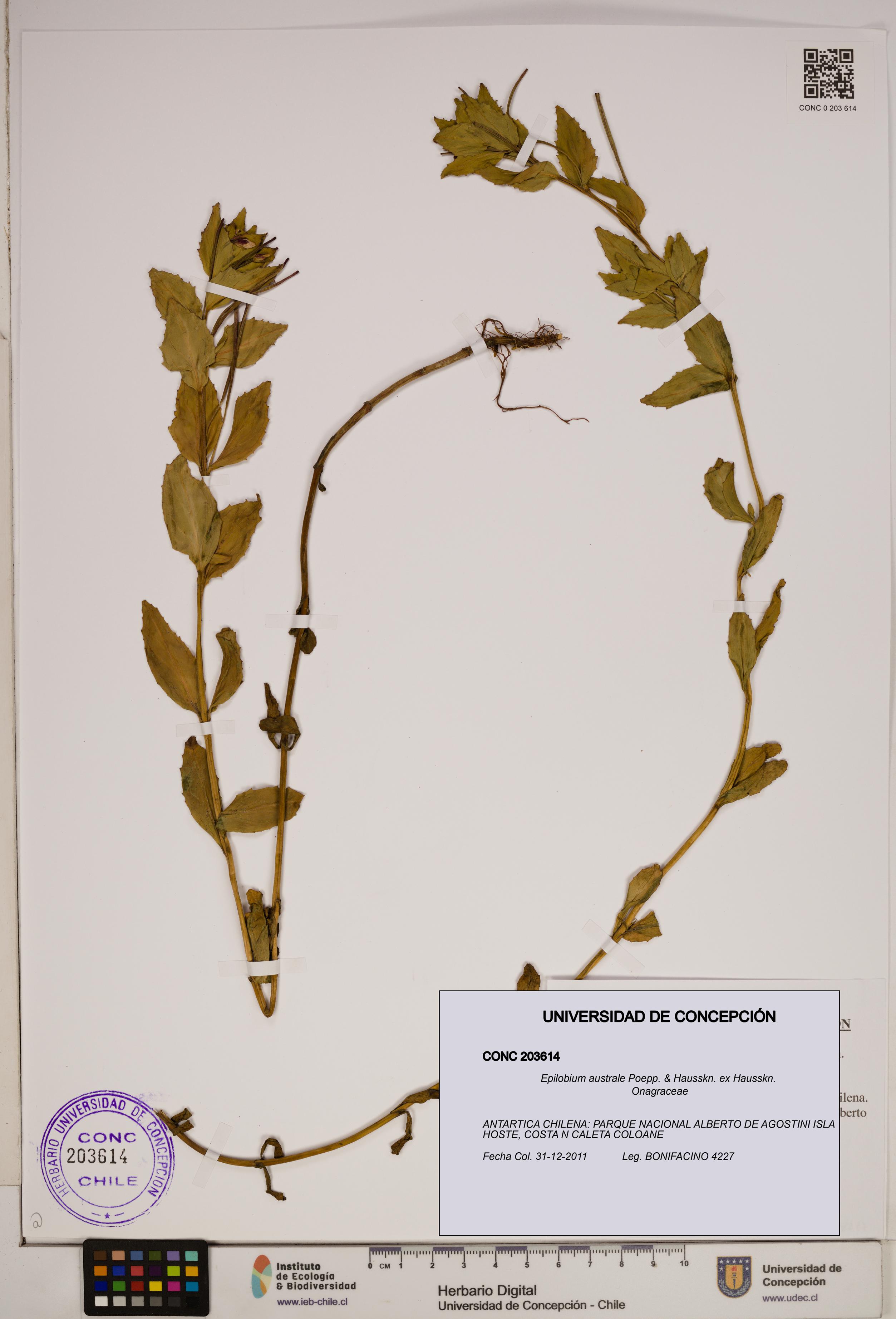 Epilobium australe [Espécimen: ]