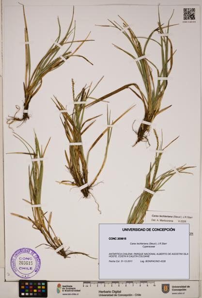 Carex lechleriana [Espécimen: ]