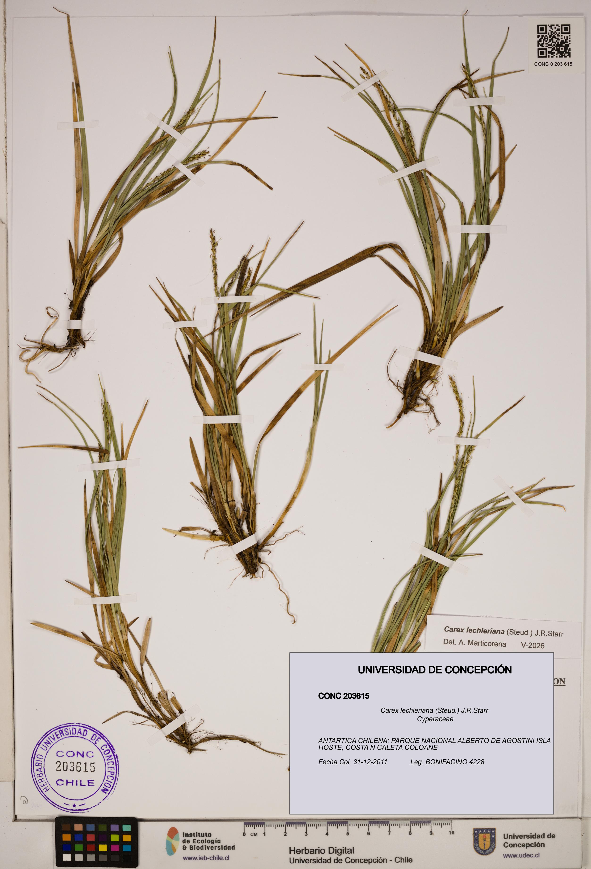 Carex lechleriana [Espécimen: ]