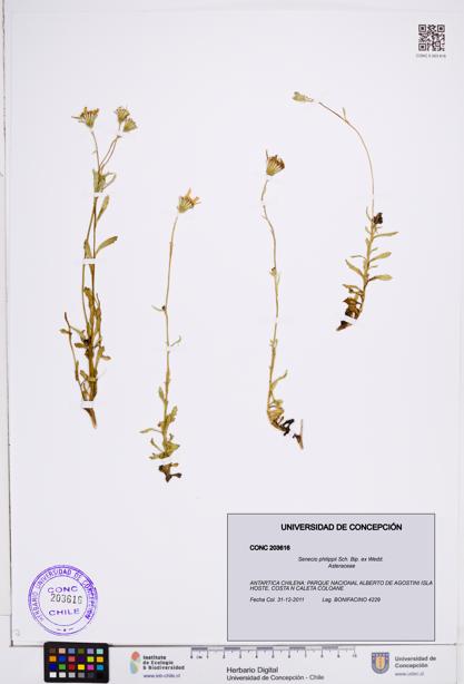 Senecio philippii [Espécimen: ]