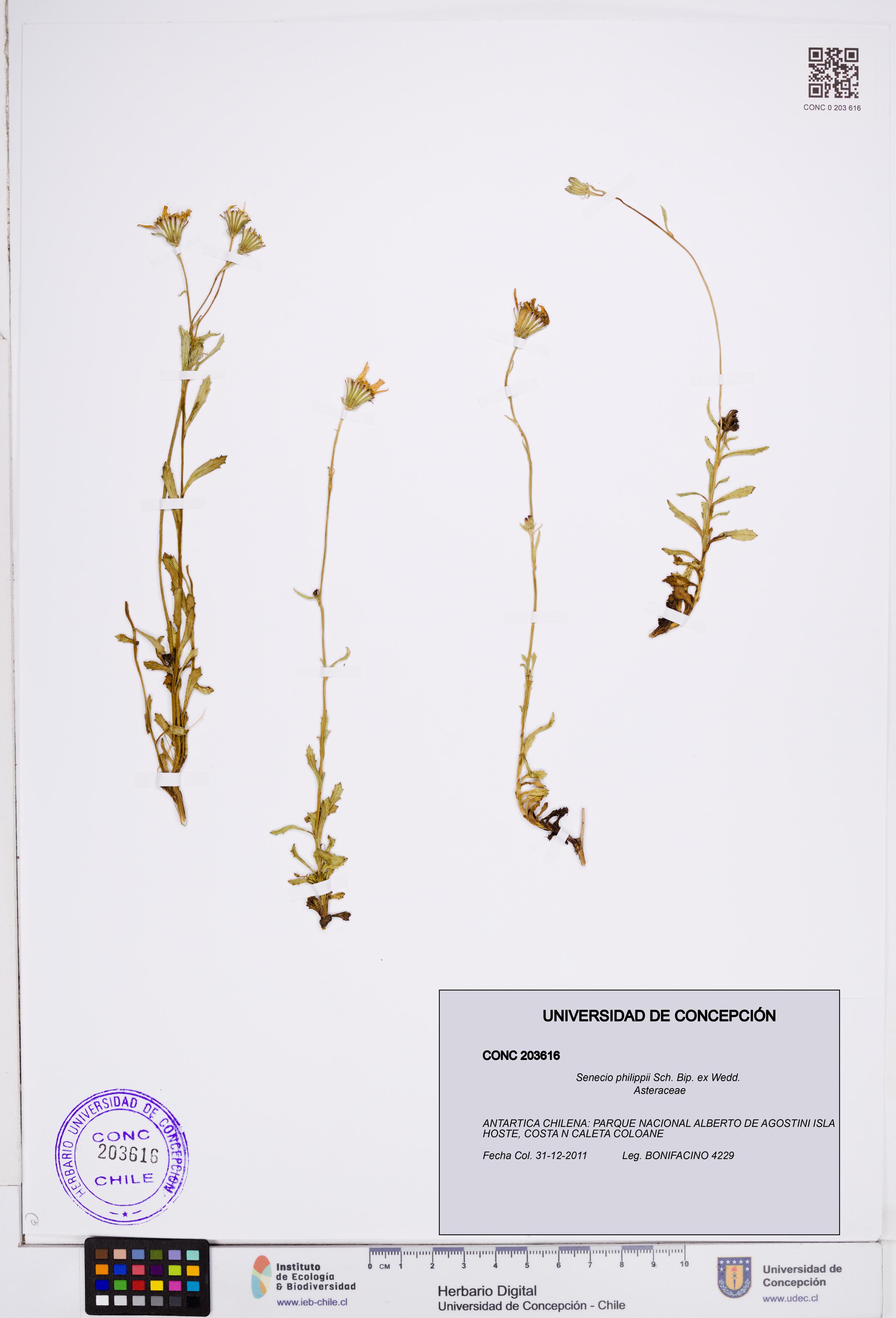 Senecio philippii [Espécimen: ]