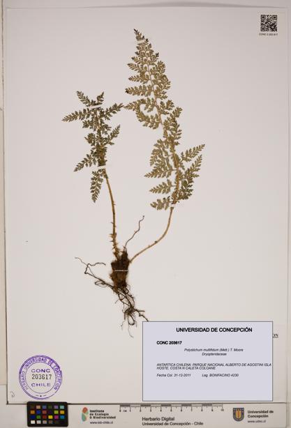 Polystichum multifidum [Espécimen: ]