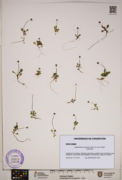 Lagenophora nudicaulis [Espécimen: ]
