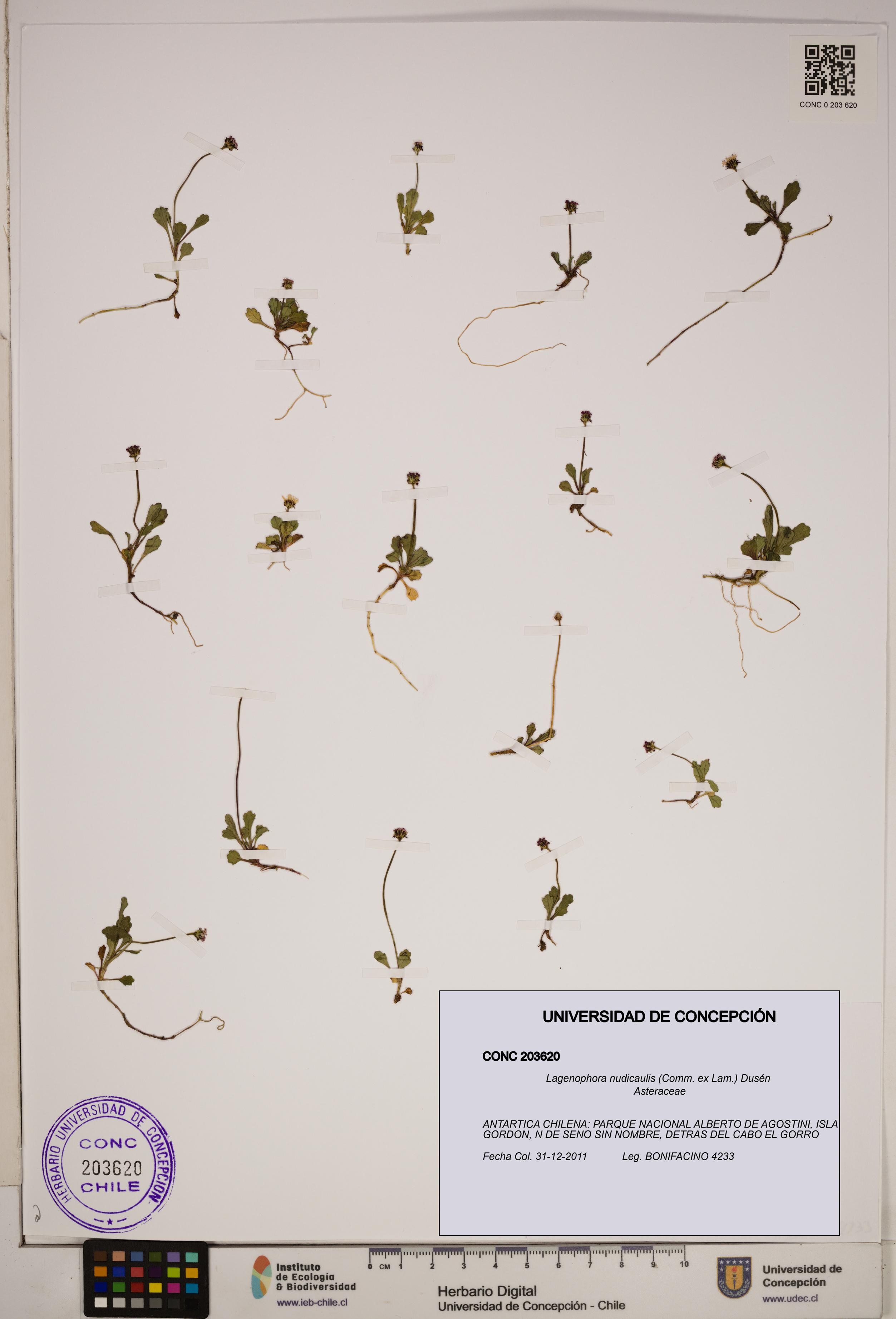 Lagenophora nudicaulis [Espécimen: ]