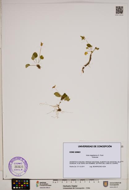Viola magellanica [Espécimen: ]