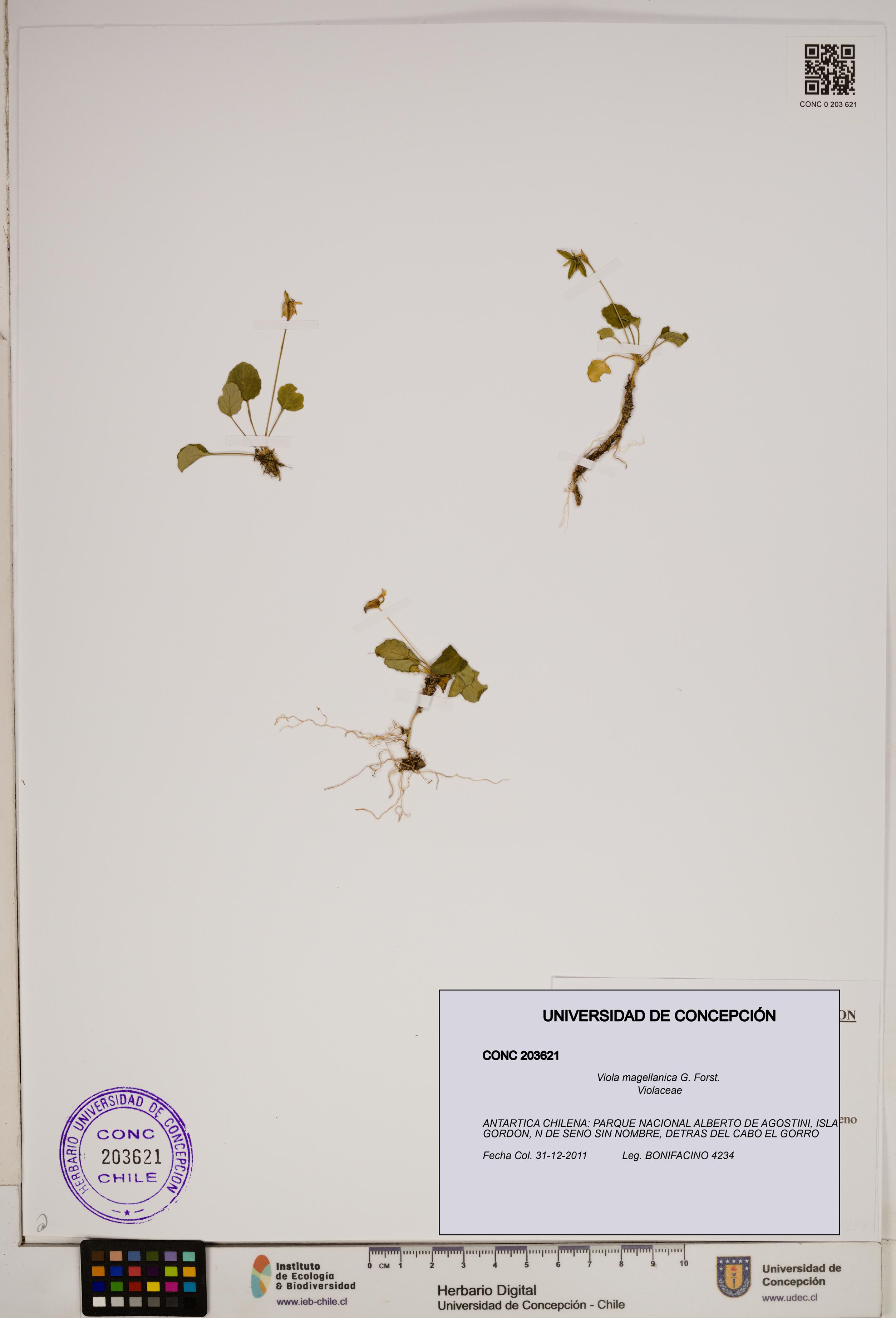 Viola magellanica [Espécimen: ]