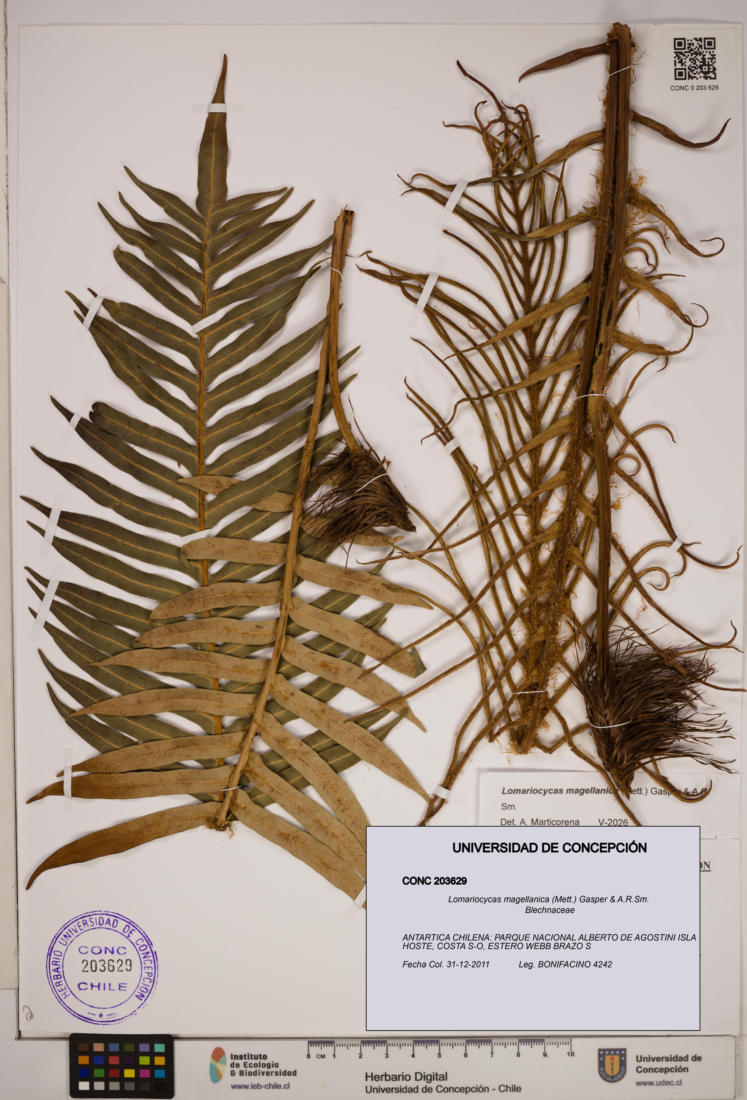 Lomariocycas magellanica [Espécimen: ]
