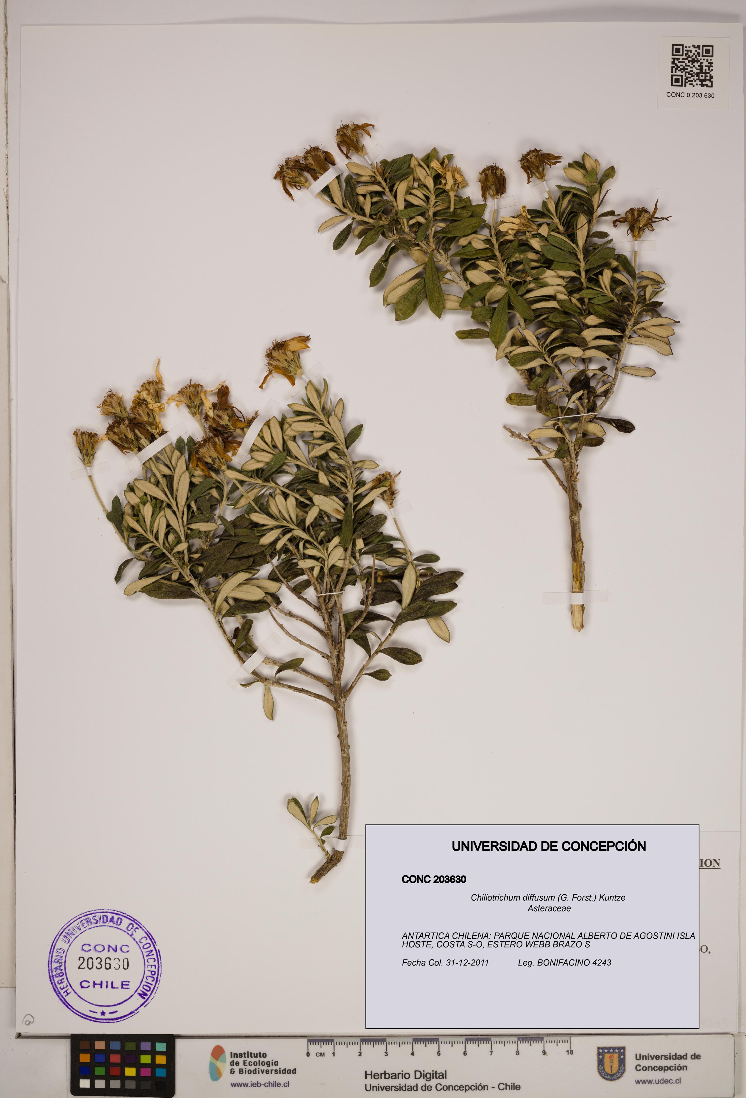 Chiliotrichum diffusum [Espécimen: ]
