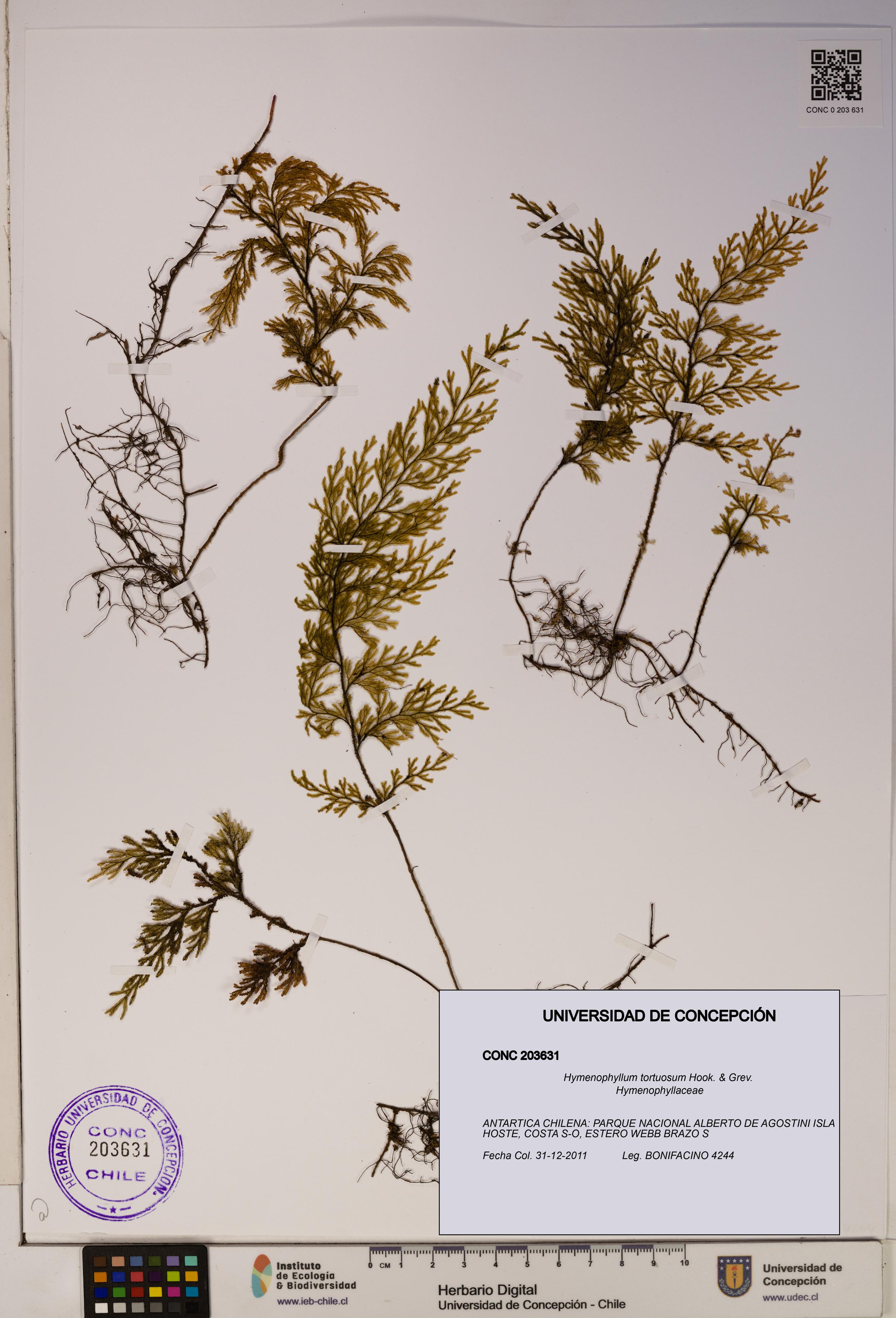Hymenophyllum tortuosum [Espécimen: ]