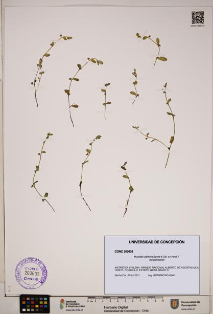 Myosotis albiflora [Espécimen: ]