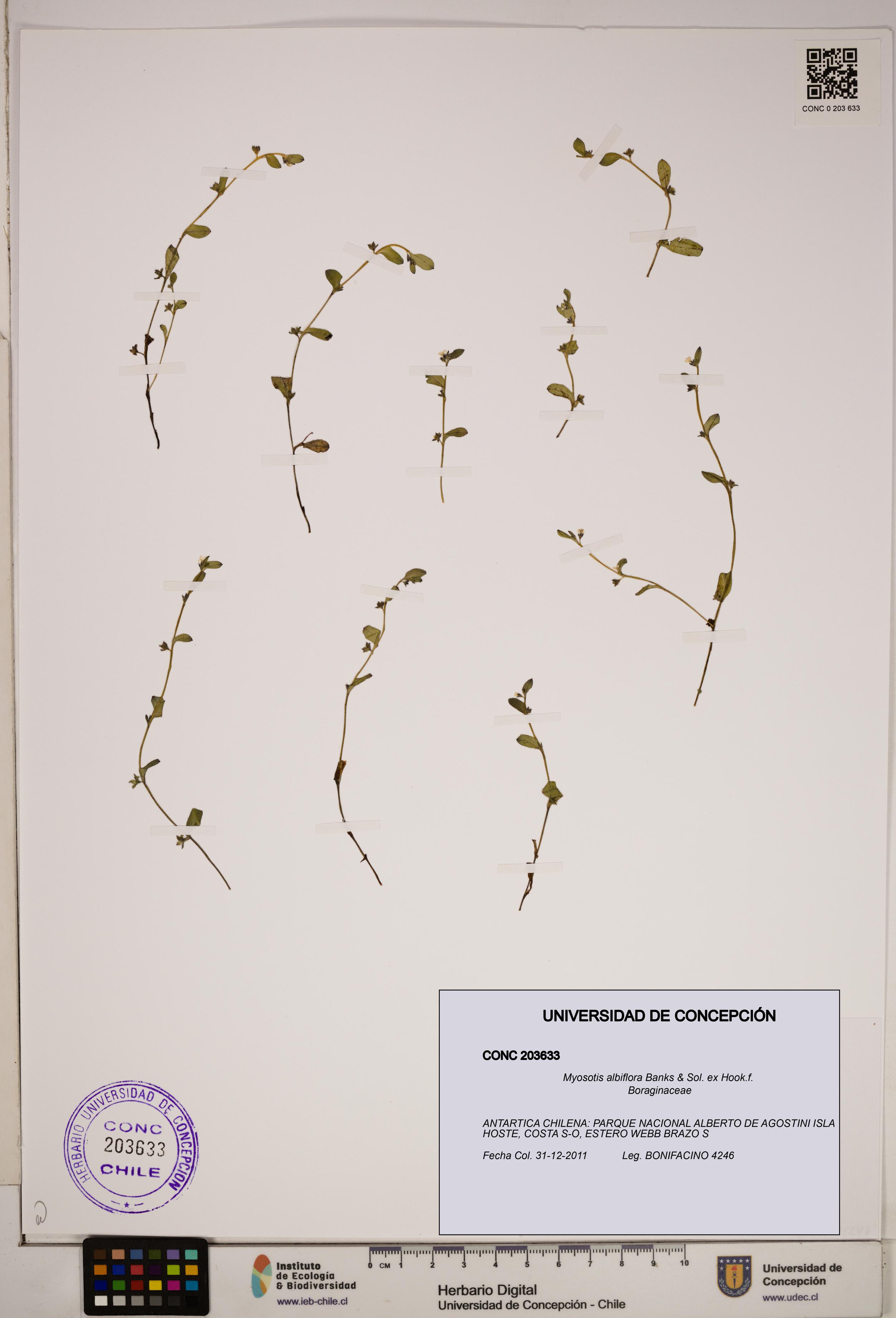 Myosotis albiflora [Espécimen: ]