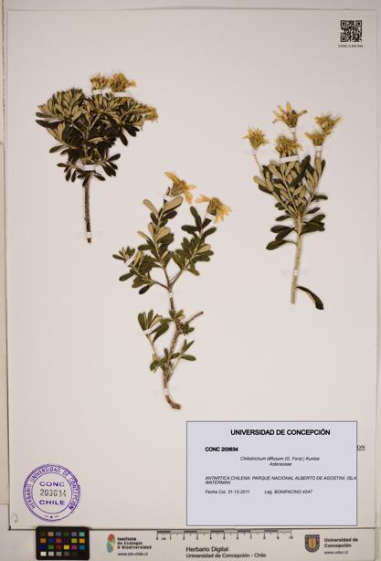 Chiliotrichum diffusum [Espécimen: ]