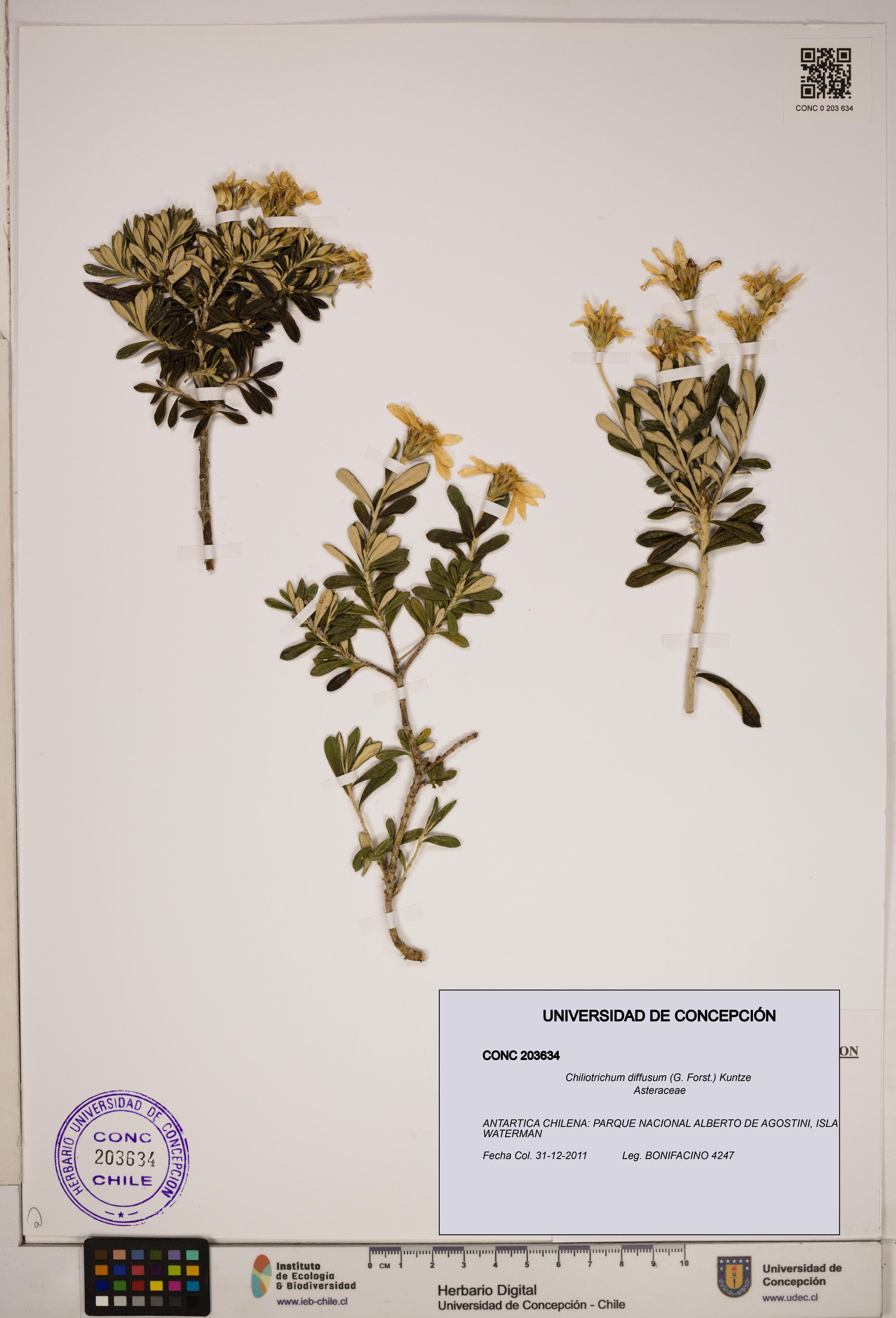 Chiliotrichum diffusum [Espécimen: ]