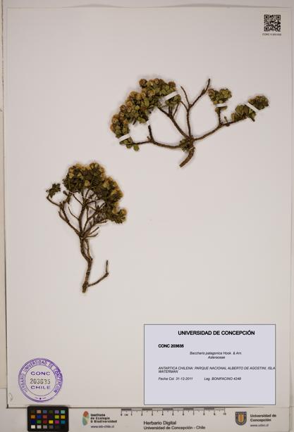 Baccharis patagonica [Espécimen: ]
