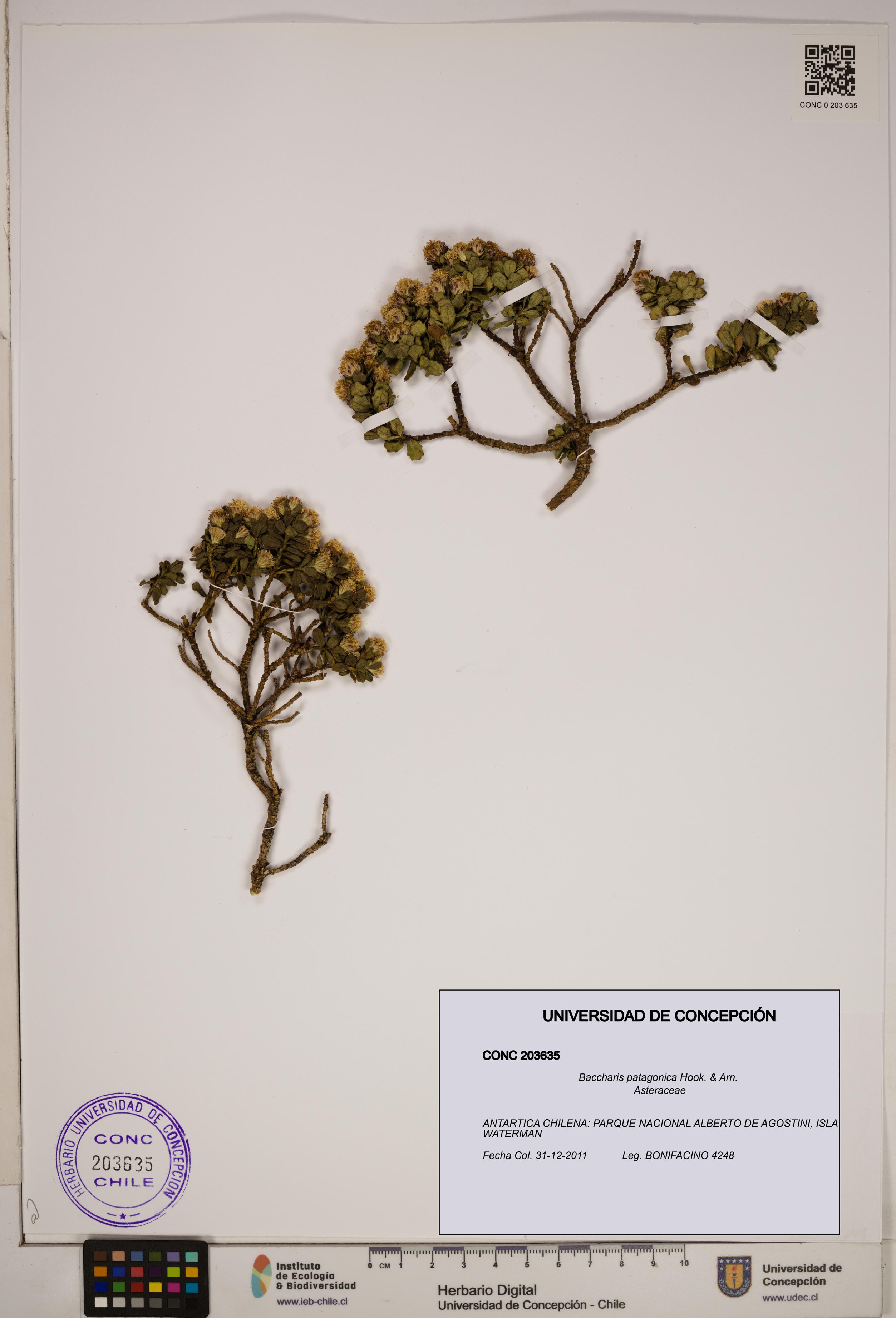 Baccharis patagonica [Espécimen: ]