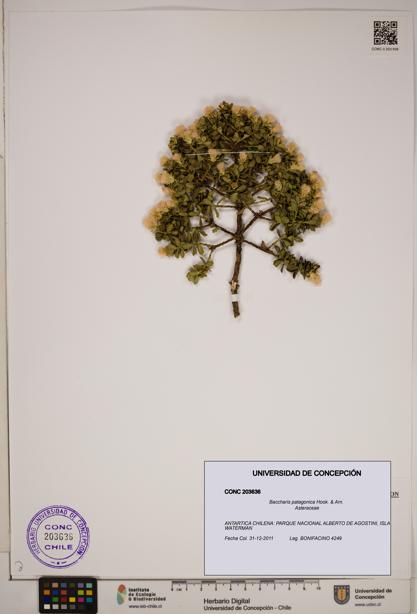 Baccharis patagonica [Espécimen: ]