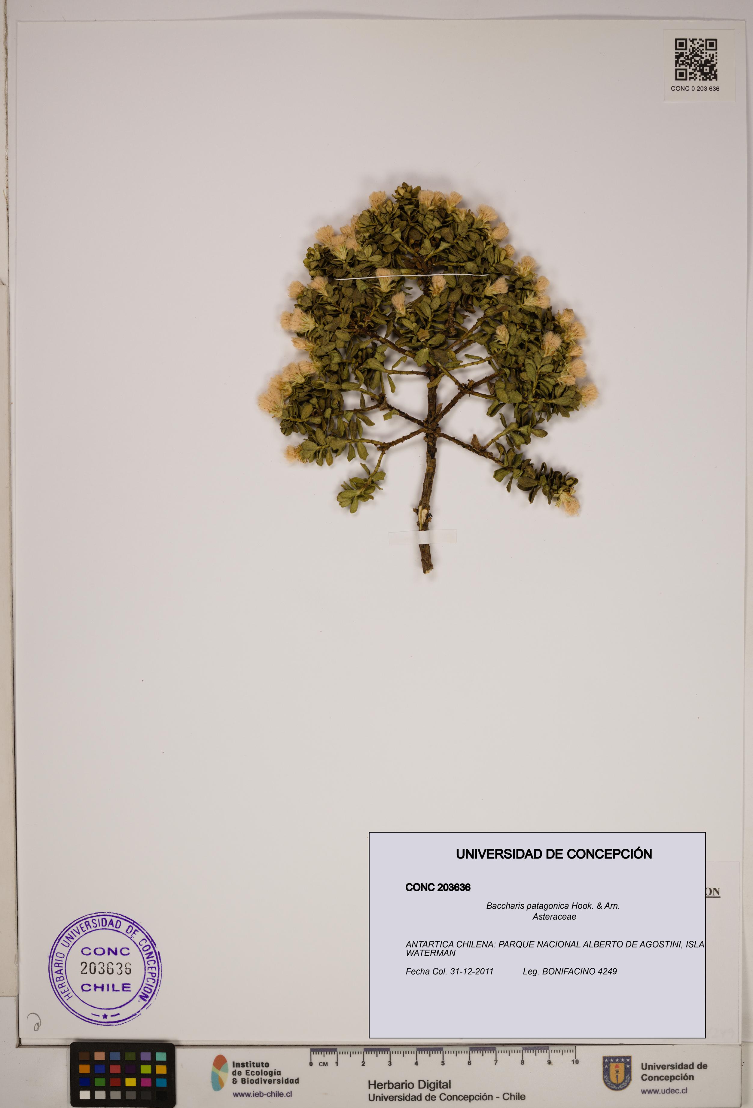 Baccharis patagonica [Espécimen: ]