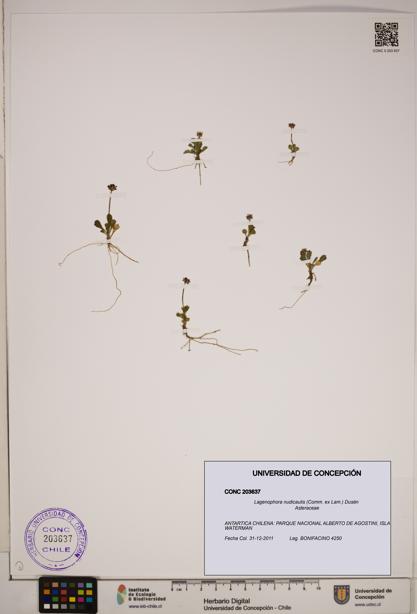 Lagenophora nudicaulis [Espécimen: ]