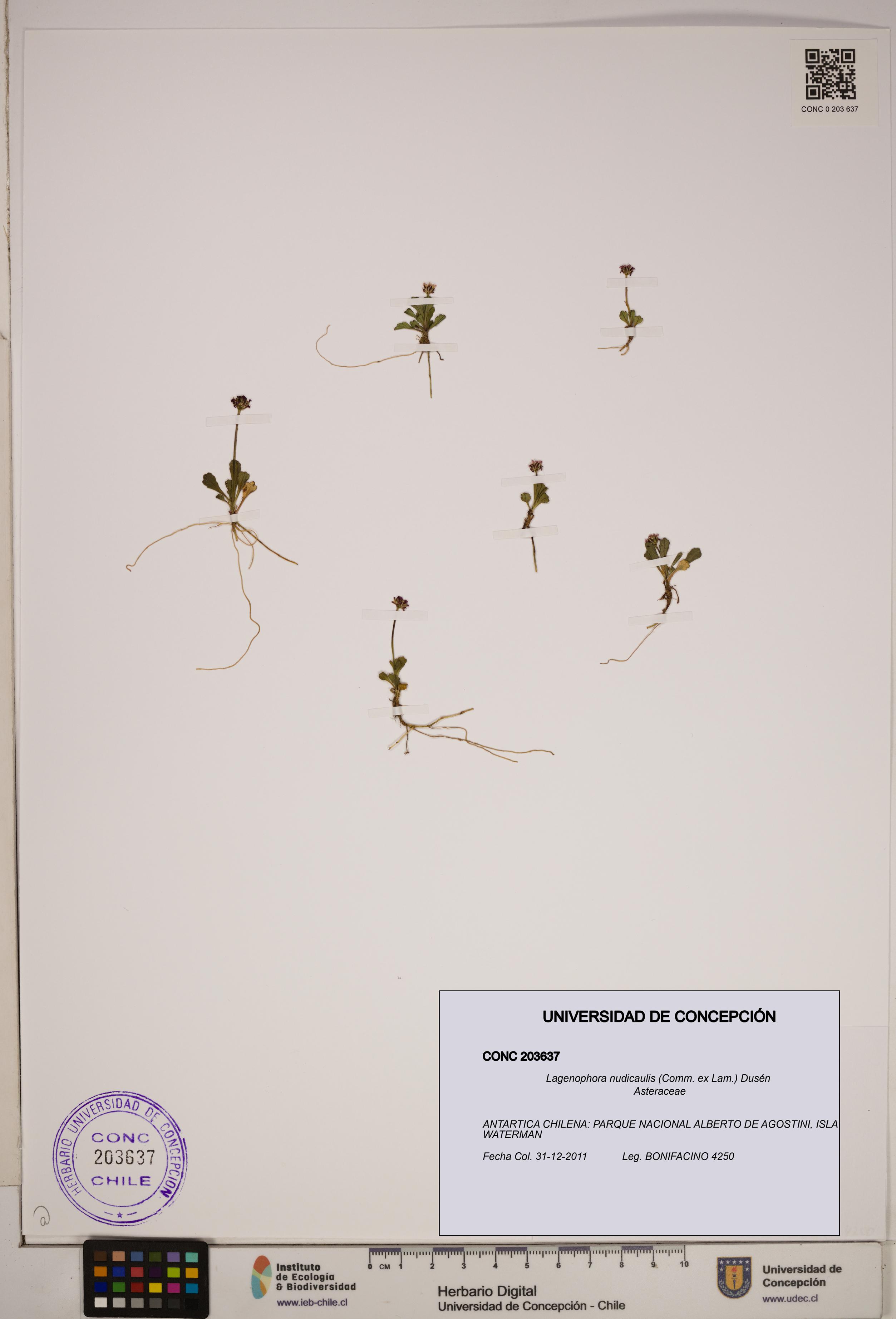 Lagenophora nudicaulis [Espécimen: ]