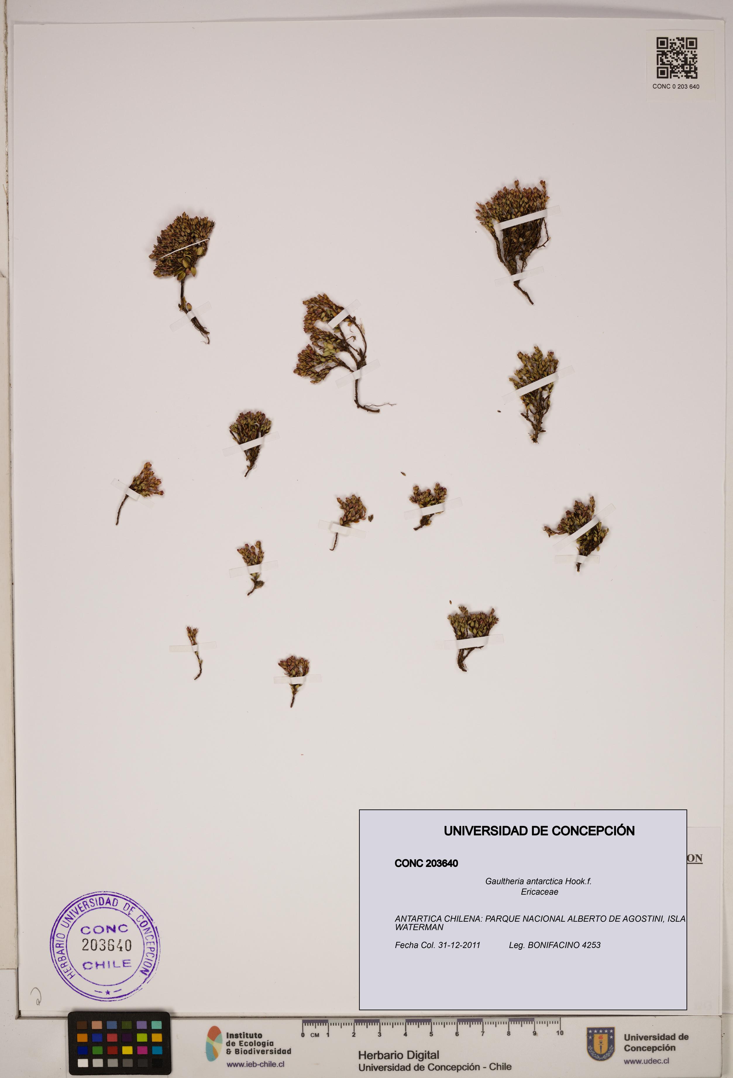 Gaultheria antarctica [Espécimen: ]