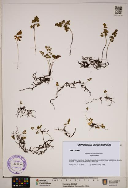 Asplenium dareoides [Espécimen: ]