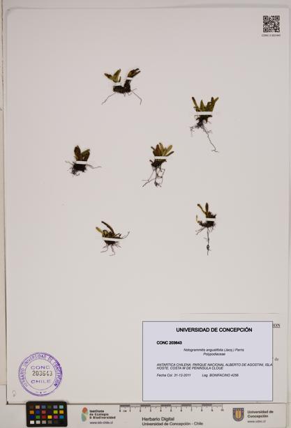 Notogrammitis angustifolia [Espécimen: ]