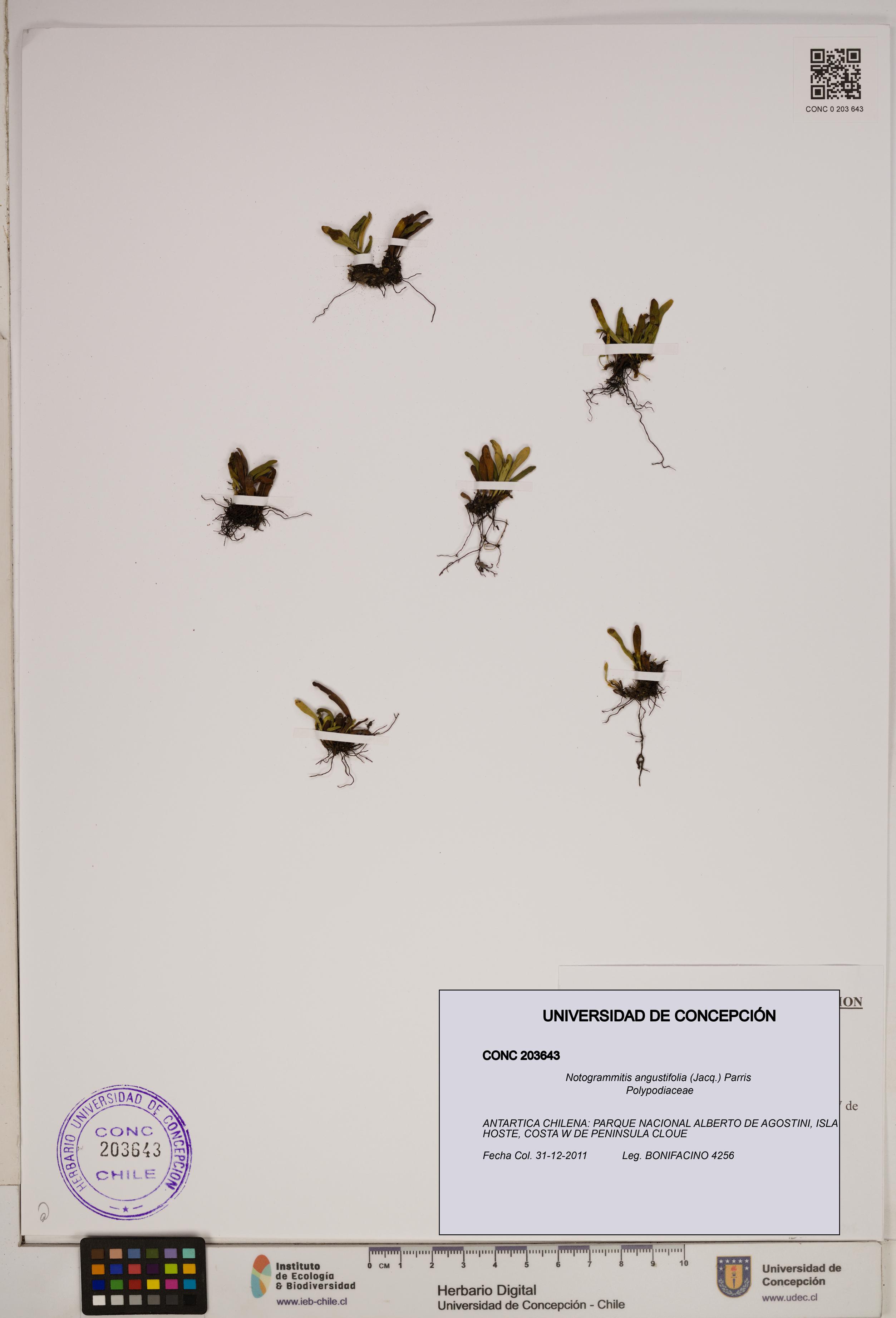 Notogrammitis angustifolia [Espécimen: ]