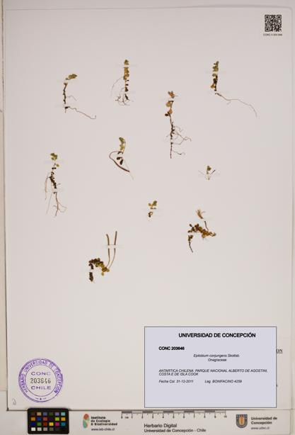 Epilobium conjungens [Espécimen: ]
