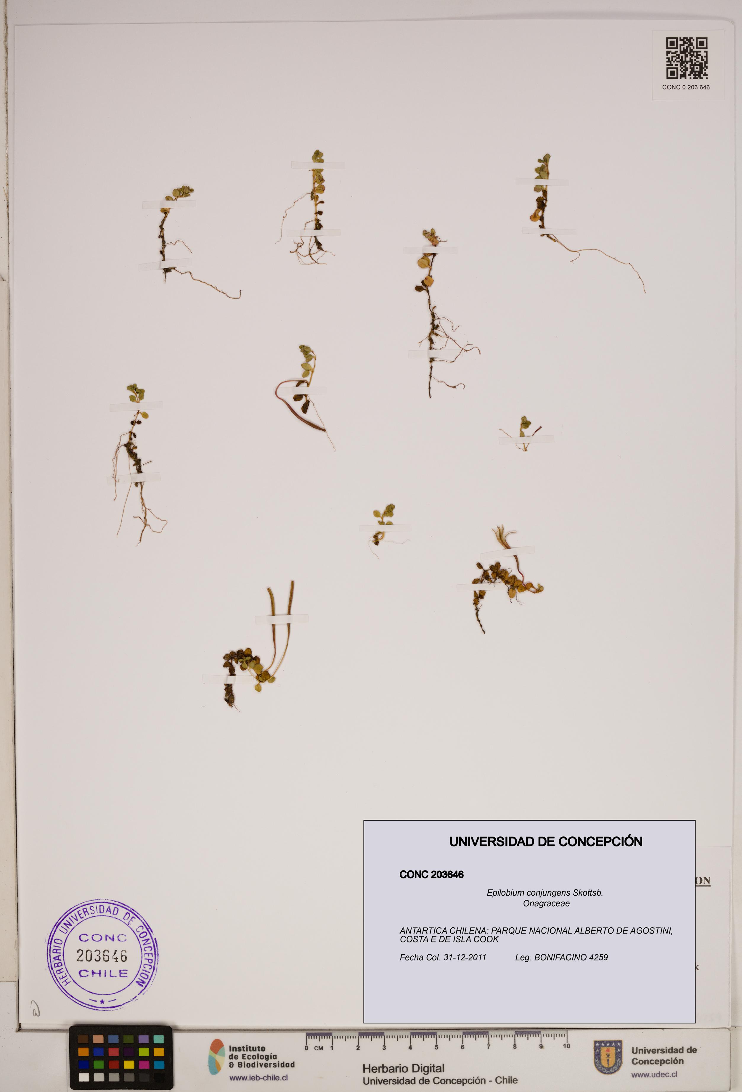 Epilobium conjungens [Espécimen: ]