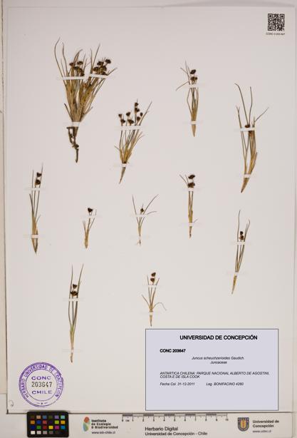 Juncus scheuchzerioides [Espécimen: ]