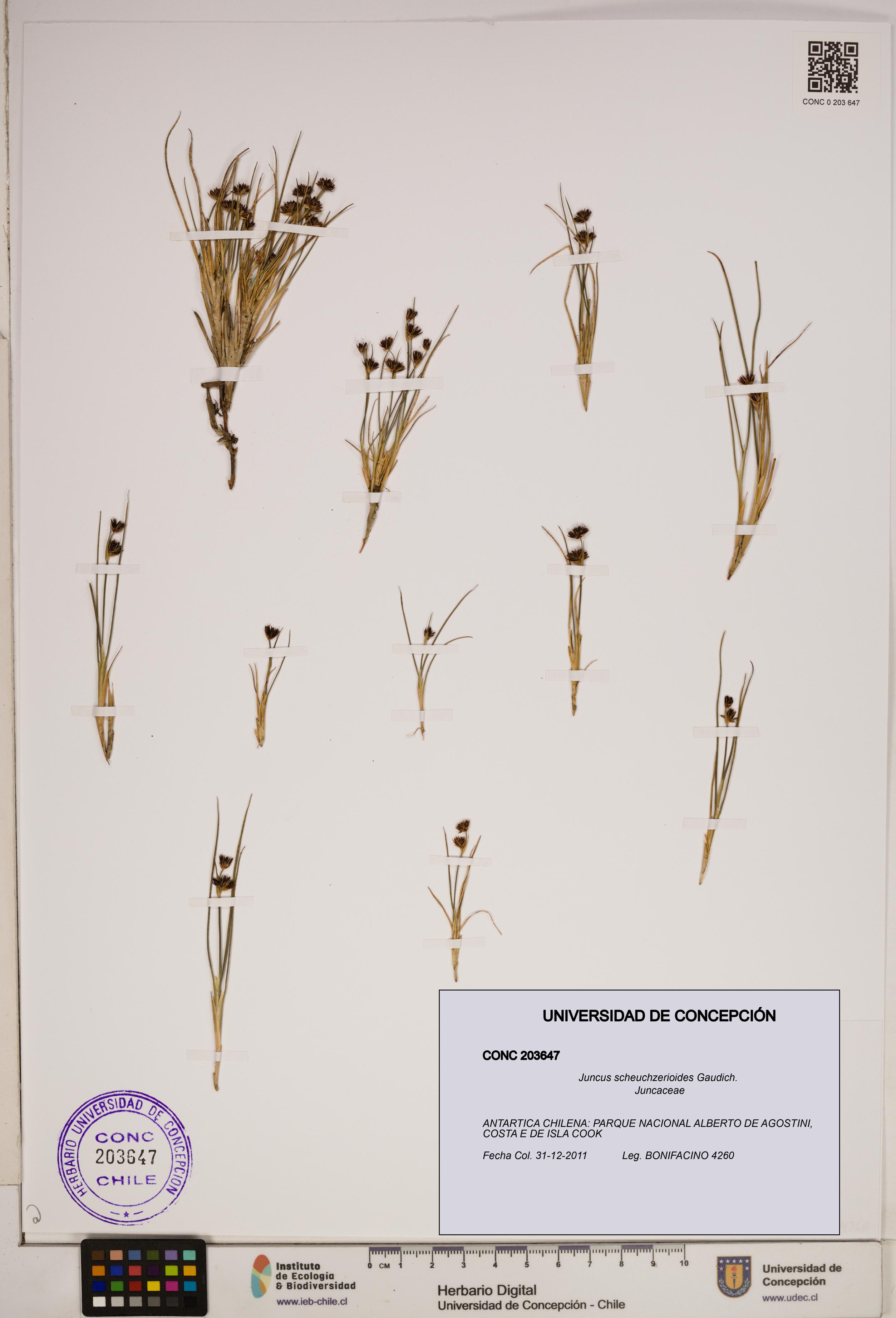 Juncus scheuchzerioides [Espécimen: ]
