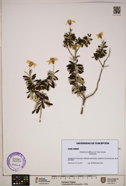 Chiliotrichum diffusum [Espécimen: ]
