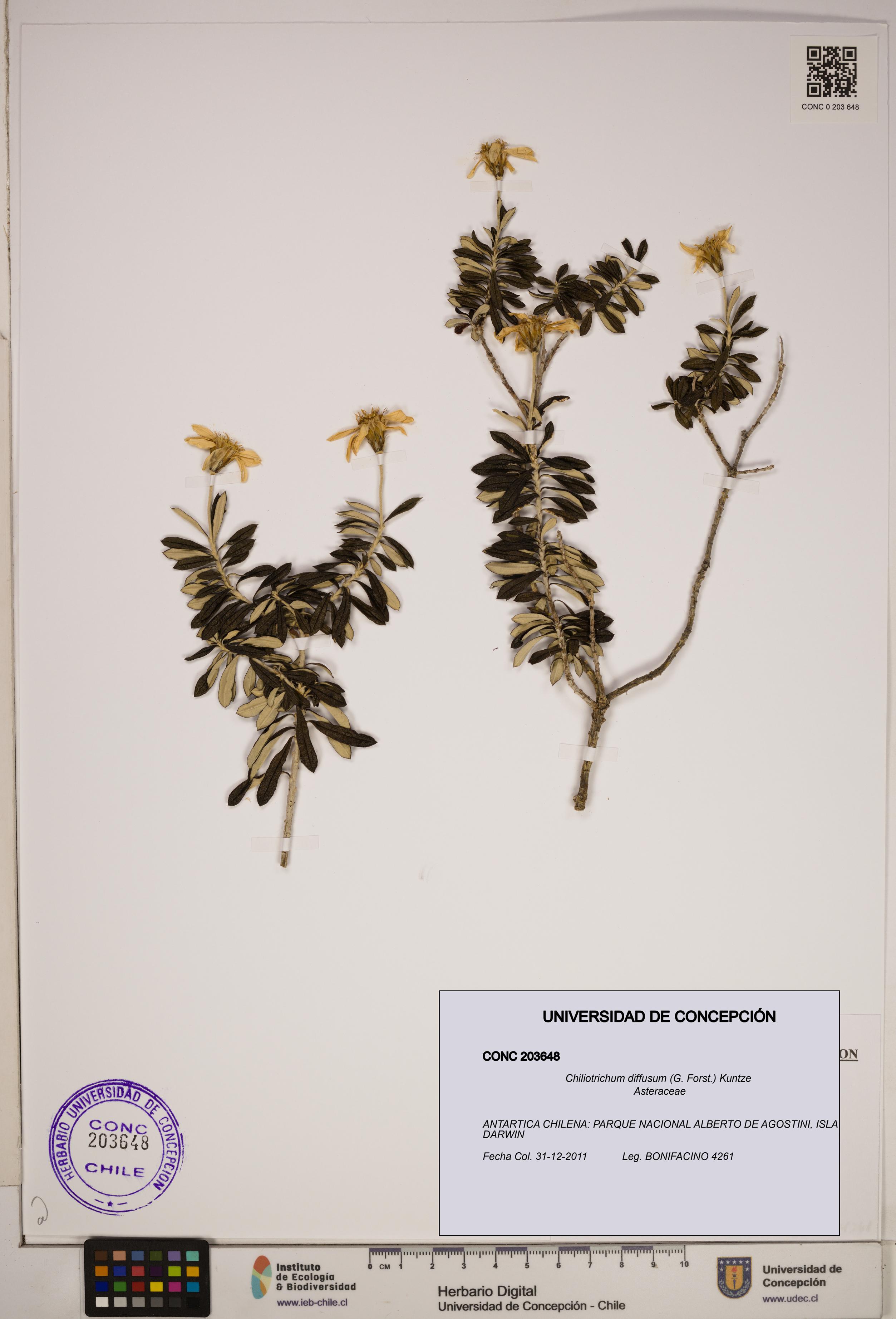 Chiliotrichum diffusum [Espécimen: ]