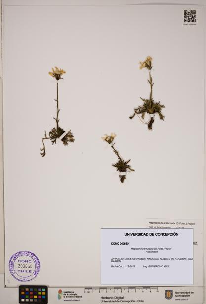 Haplosticha trifurcata [Espécimen: ]