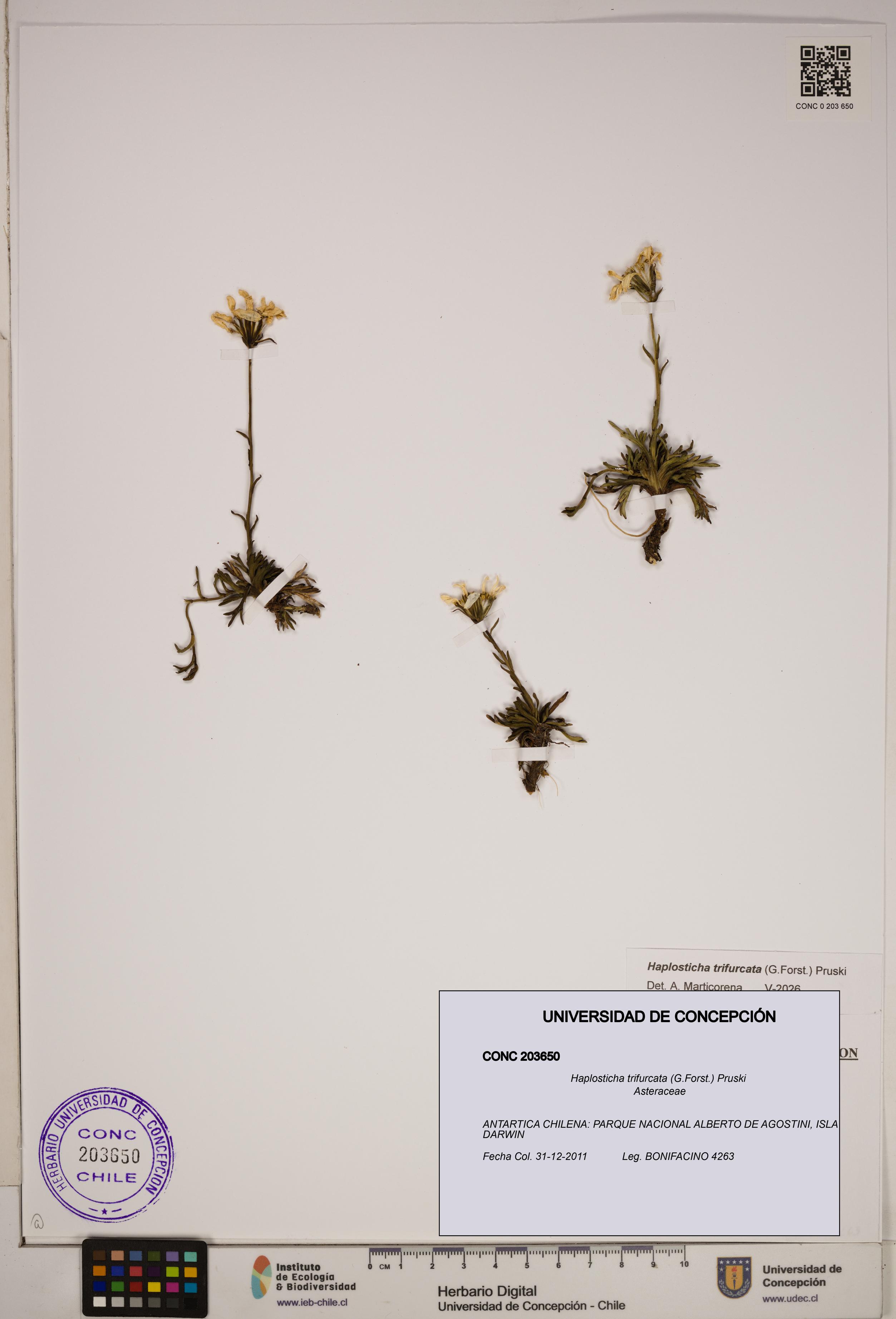 Haplosticha trifurcata [Espécimen: ]