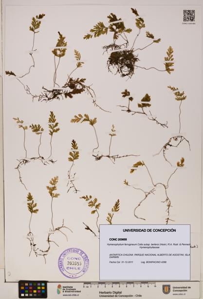 Hymenophyllum ferrugineum [Espécimen: ]