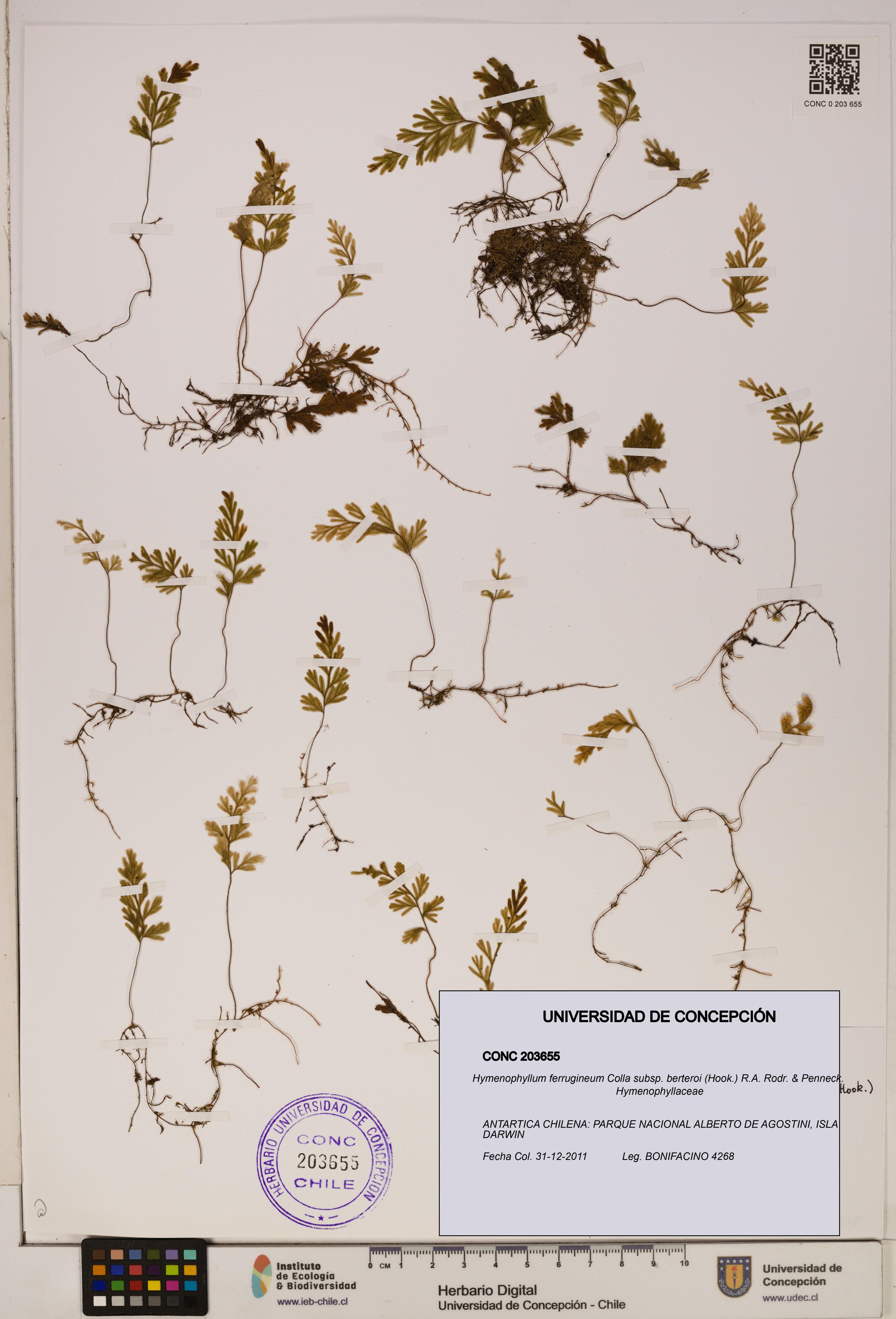 Hymenophyllum ferrugineum [Espécimen: ]