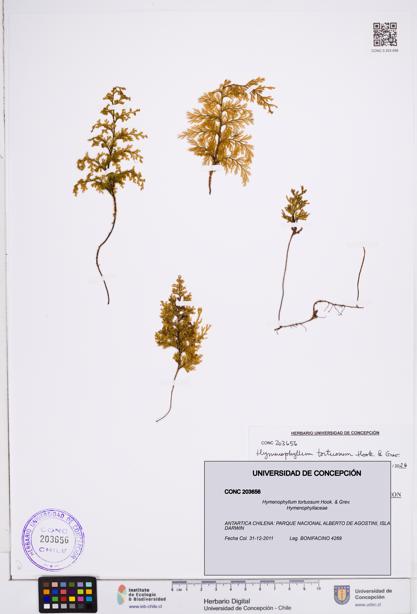 Hymenophyllum tortuosum [Espécimen: ]