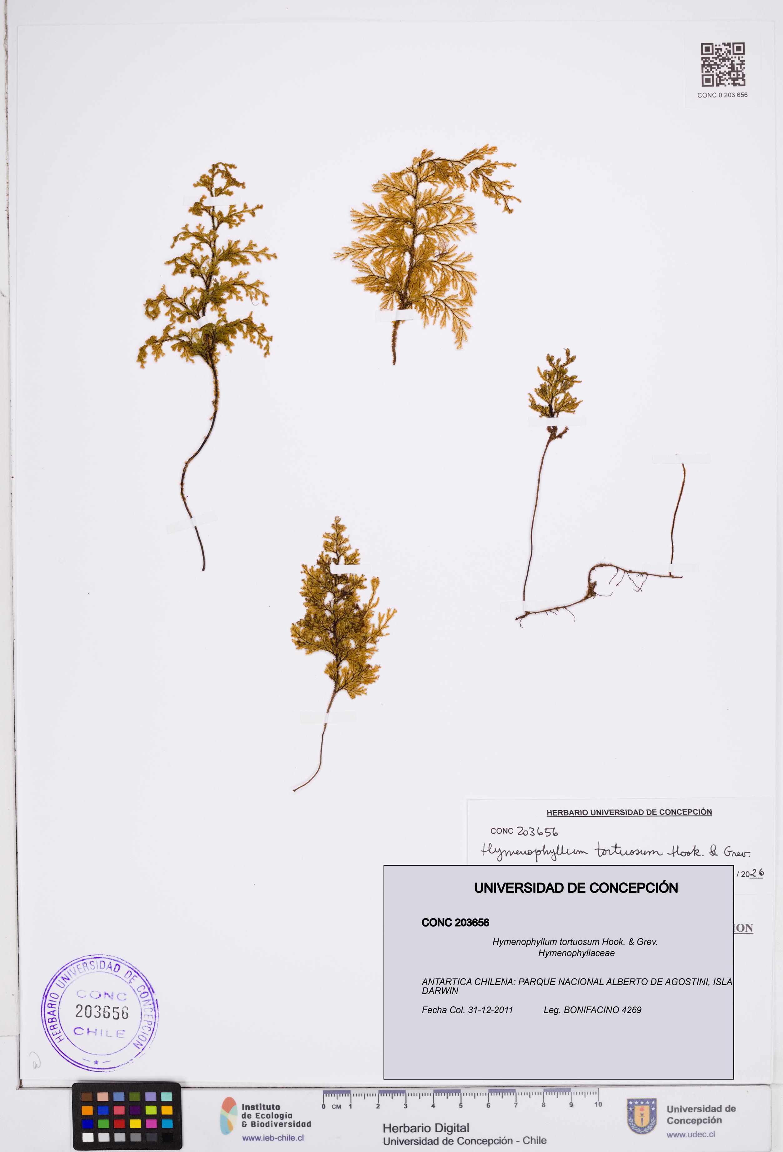 Hymenophyllum tortuosum [Espécimen: ]
