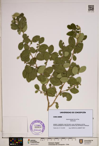 Azara dentata [Espécimen: ]