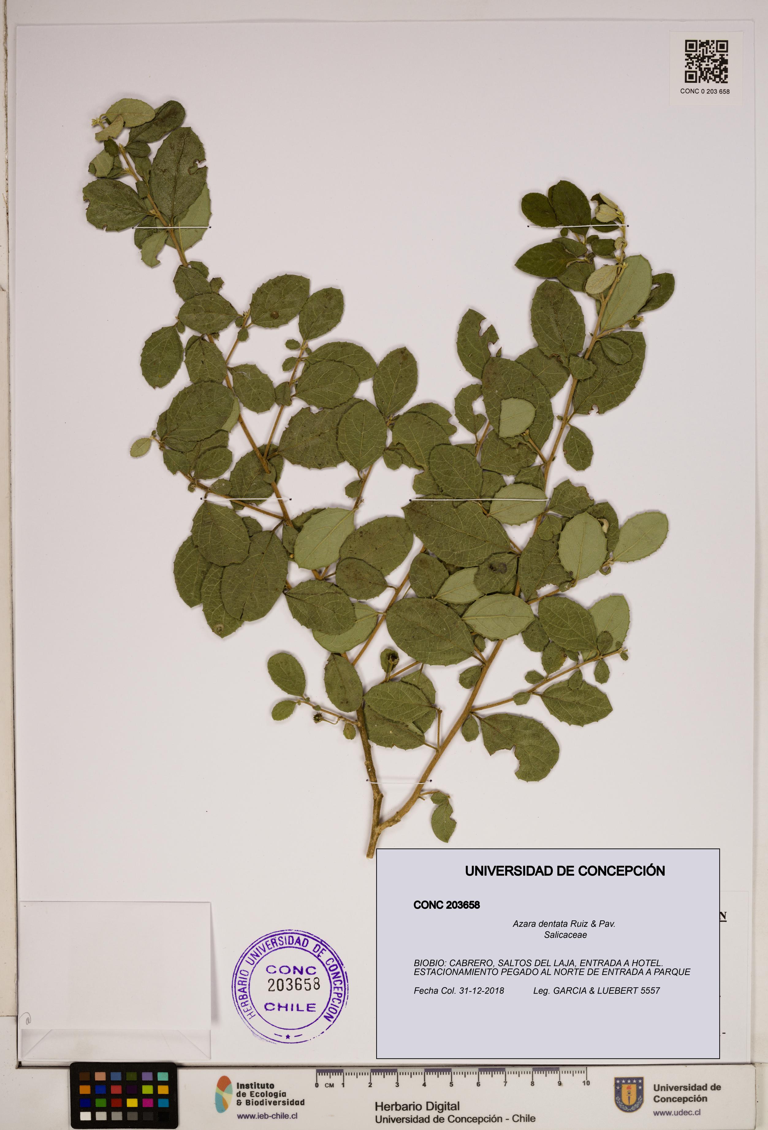 Azara dentata [Espécimen: ]