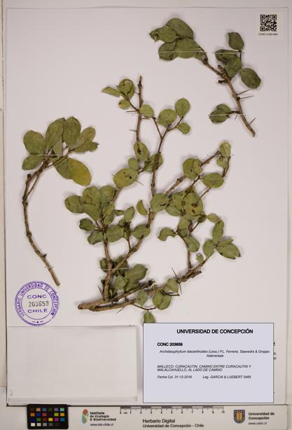 Archidasyphyllum diacanthoides [Espécimen: ]