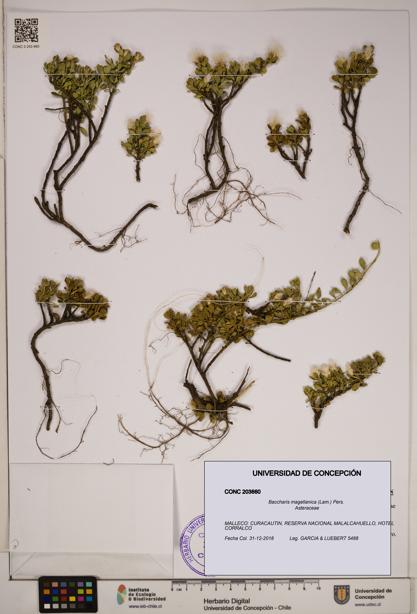 Baccharis magellanica [Espécimen: ]