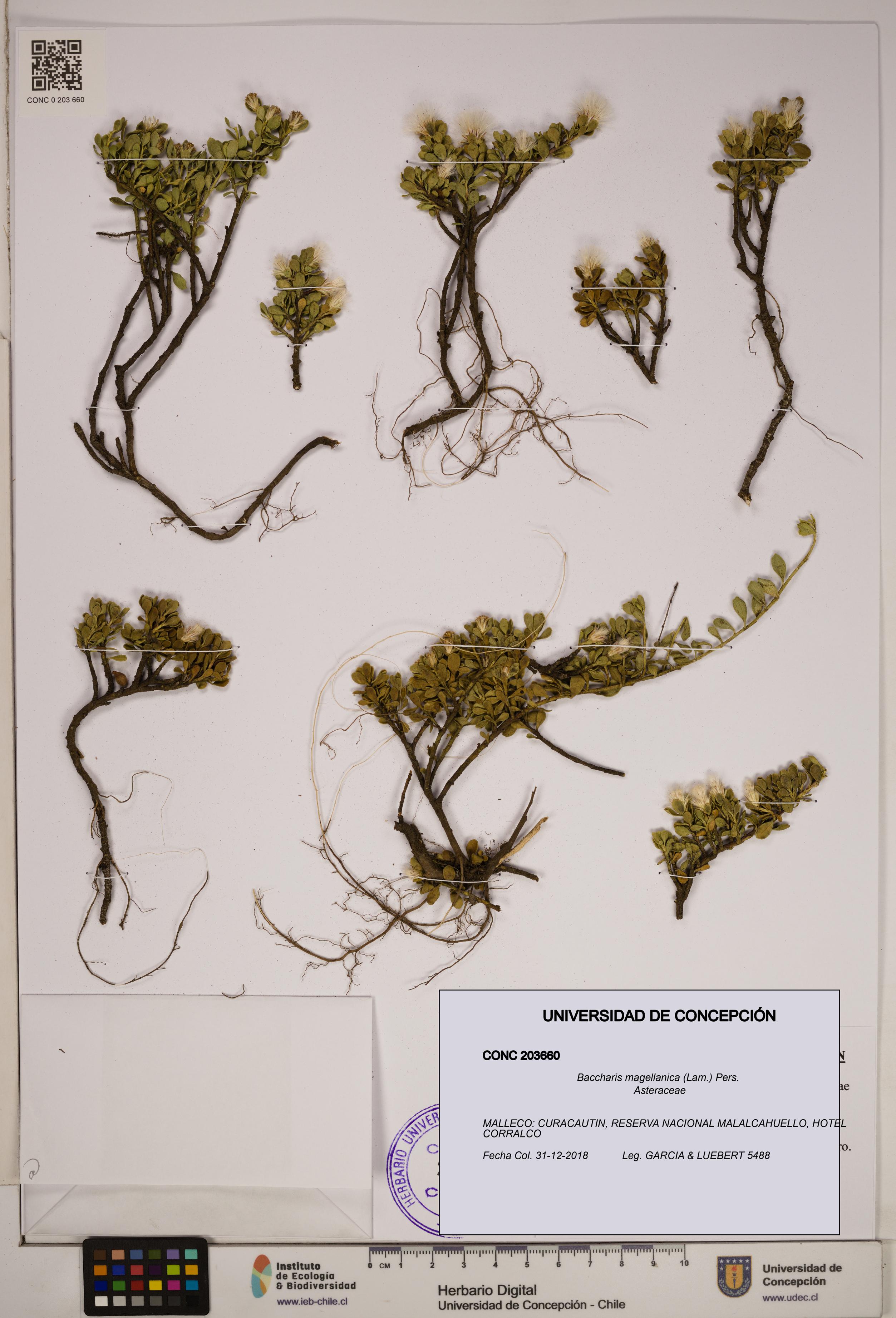 Baccharis magellanica [Espécimen: ]