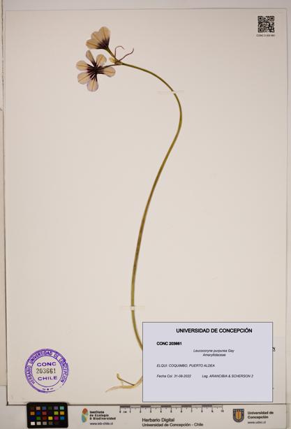 Leucocoryne purpurea [Espécimen: ]
