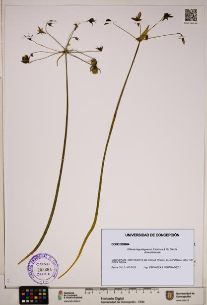 Gilliesia taguataguensis [Espécimen: ]